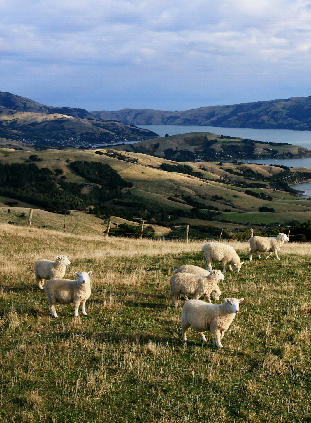 img-heritage-port Sheep grazing on a hill above harbour